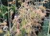 Larix