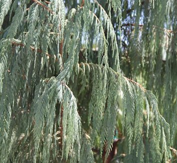 Photo of Cupressus himalaica foliage by Cistus Nursery