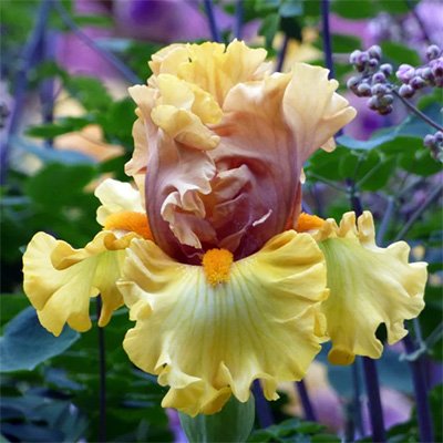 Photo of Iris 'Brass Lamp' flowers by Phoenix Perennials and Specialty Plants Ltd.