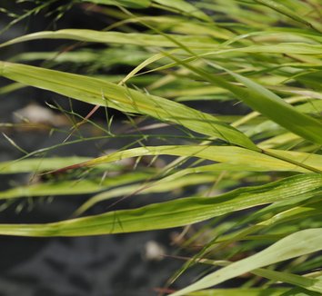 Photo of Hakonechloa macra 'Beni-Kaze' flower, foliage by plant lust