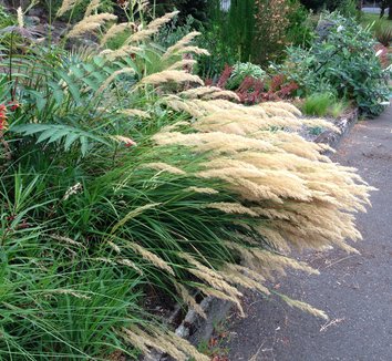 Photo of Stipa calamagrostis by Patricia Cunningham