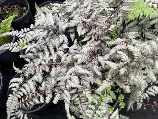 Photo of Athyrium niponicum var. pictum 'Pearly White' foliage by plant lust