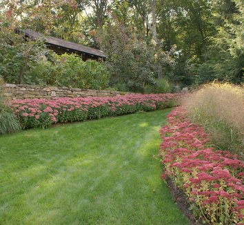 Photo of Sedum Autumn Joy by Karl Gercens III