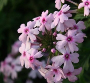 Photo of Glandularia canadensis 'Rosie' flower by Almost Eden