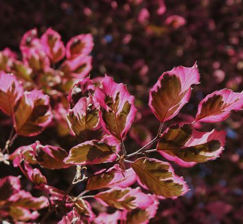 Photo of Fagus sylvatica 'Purpurea Tricolor' foliage by Karl Gercens III