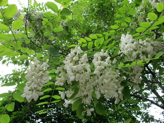 thumbnail interactive-video image 1 of Robinia Pseudoacacia Black Locust False Acacia Seeds – Gaggia Robinia, 50 Seeds 1 of 2