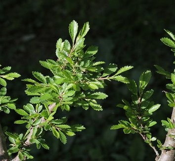 Photo of Ulmus parvifolia 'Yatsubusa' foliage by Sage Ross
