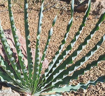 Native to: South Africa from multiple nurseries on Plant Lust