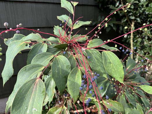 Photo of Mahonia gracilipes by Patricia Cunningham