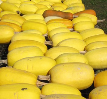 Photo of Pinnacle Spaghetti Squash by Annie's Annuals & Perennials