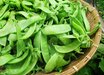 Oregon Sugar Pod II Snow Pea