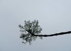 Fraxinus