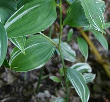 Photo of Polygonatum x hybridum 'Striatum' foliage by Hoot Owl Hollow Nursery