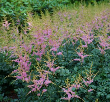 Photo of Astilbe simplicifolia 'Hennie Graafland' flower by Karl Gercens III