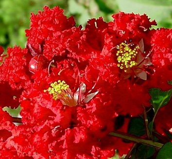 Photo of Lagerstroemia indica Dynamite® PP10296 flower by littlegemtrees