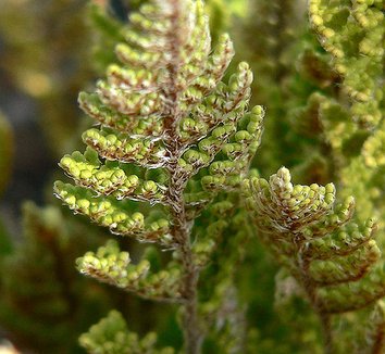 Photo of Cheilanthes fendleri foliage by Stan Shebs