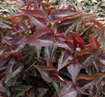 Photo of Persicaria microcephala 'Chocolate Dragon' PP17325 foliage by Terra Nova Nurseries, Inc.