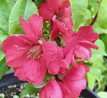 Photo of Chaenomeles speciosa 'Iwai Nishiki' flower by Forestfarm