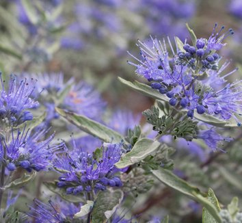 Photo of Caryopteris x clandonensis Sterling Silver flower by Native Sons