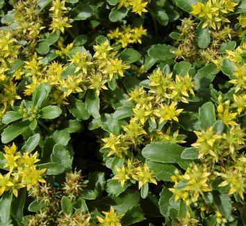 Photo of Sedum middendorffianum flower by Secret Garden Growers