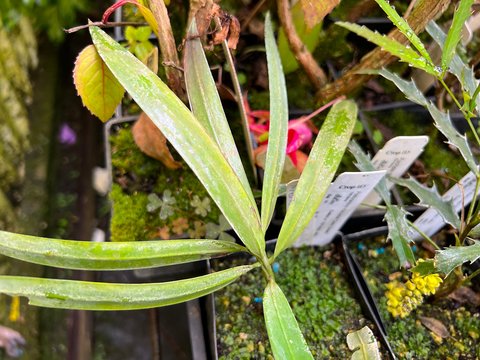 Podocarpus matudae 'Cielo Green' | | plant lust