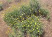 Encelia