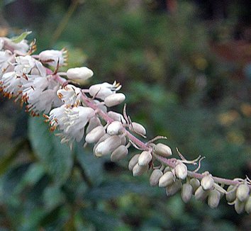 Photo of Clethra alnifolia 'Sherry Sue' flower by Forestfarm