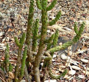 Photo of Cylindropuntia californica form by Stan Shebs