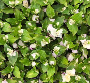 Photo of Tradescantia fluminensis 'Maiden's Blush' foliage by Little Prince of Oregon