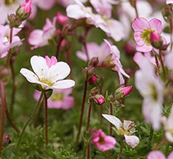 Photo of Saxifraga arendsii 'Purple Carpet' flower by Annie's Annuals & Perennials