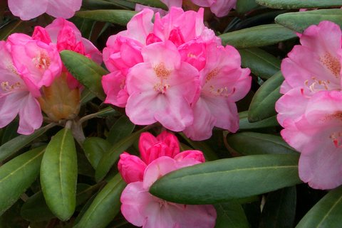 Rhododendron degronianum ssp. yakushimanum 'Ken Janeck' | Rhododendron ssp.  yakushimanum 'Ken Janeck' | Rhododendron yakushimanum 'Ken Janeck' | plant  lust