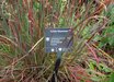 Schizachyrium