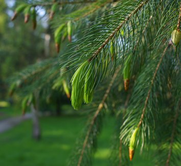 Photo of Picea smithiana by Karl Gercens III