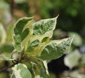 Photo of Cornus alba 'Cream Cracker' PP12830 foliage by plant lust