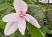 Magnolia 'Ann'