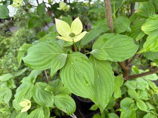 Photo of Cornus Venus® PP16309 flower, foliage by plant lust