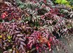 Leucothoe