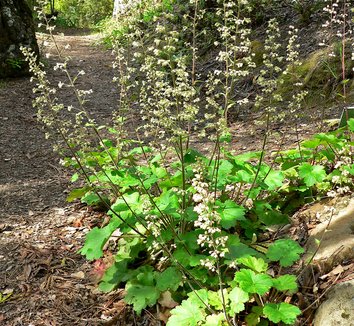 Photo of Heuchera maxima by Stan Shebs