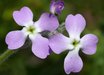 Matthiola