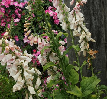 Photo of Digitalis purpurea 'Apricot' flower by Annie's Annuals & Perennials