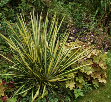 Photo of Yucca filamentosa 'Color Guard' by Karl Gercens III