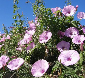 Photo of Convolvulus althaeoides flower, foliage by Tigerente