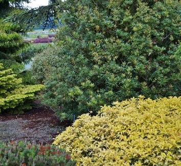 Photo of Osmanthus heterophyllus 'Ogon' foliage by Karl Gercens III