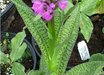 Dactylorhiza