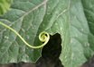 Lemon Cucumber