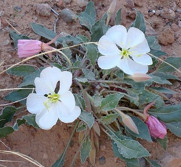 Photo of Oenothera cespitosa flower by Panayoti Kelaidis