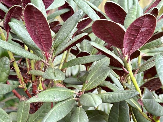 Photo of Rhododendron 'Wine and Roses' by 	plant lust
