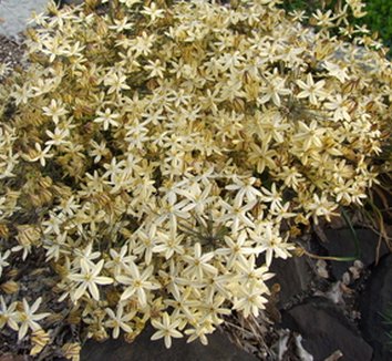 Photo of Triteleia ixioides 'Starlight' flower, form by Dancing Oaks Nursery
