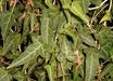 Hedera