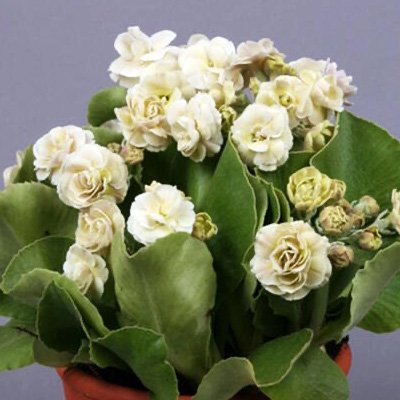 Photo of Primula auricula 'Mare' flowers, plant by Phoenix Perennials and Specialty Plants Ltd.